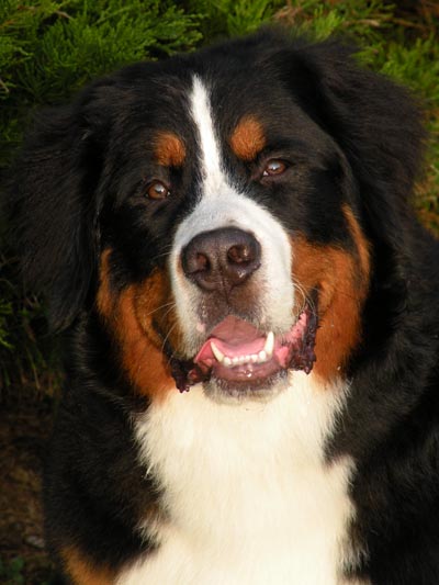 royal oak bernese mountain dog breeder