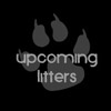 Upcoming Litters